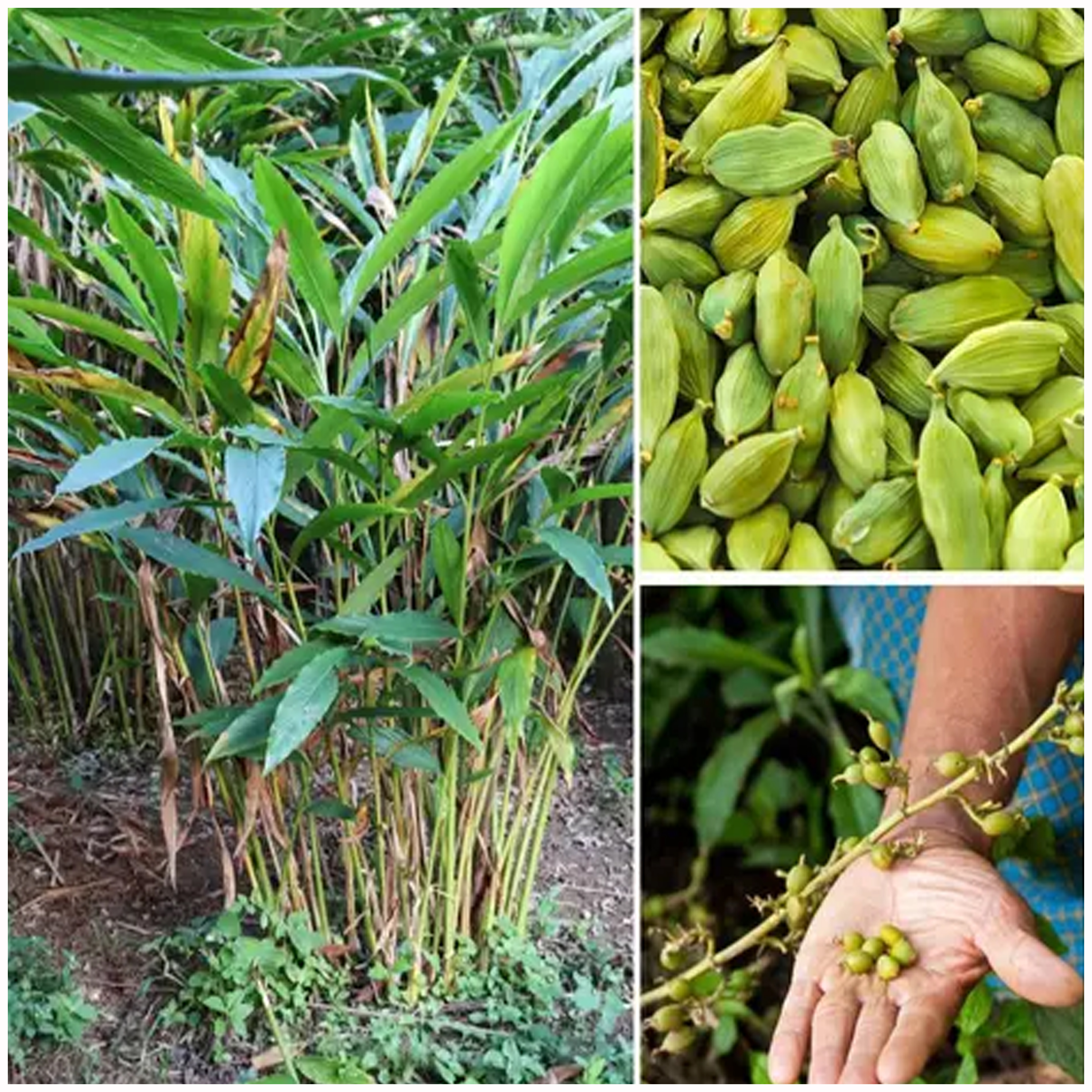 Cardamom